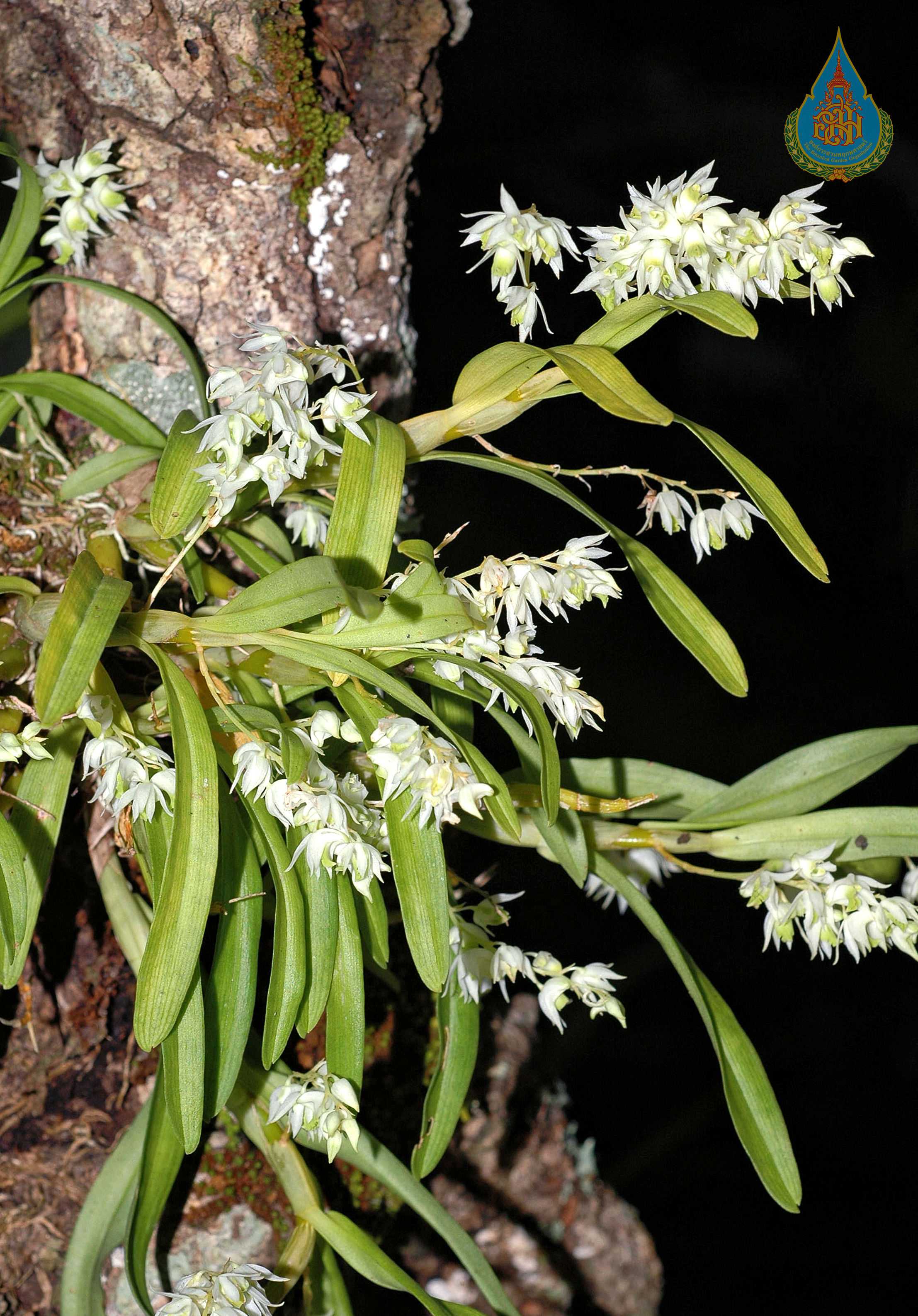 เอื้องข้าวตอก Dendrobium compactum Rolfe ex Hemsl.<br/>ORCHIDACEAE